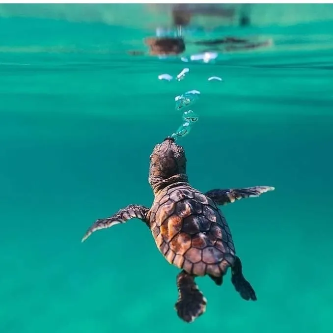 Snorkeling at Turtle Bay