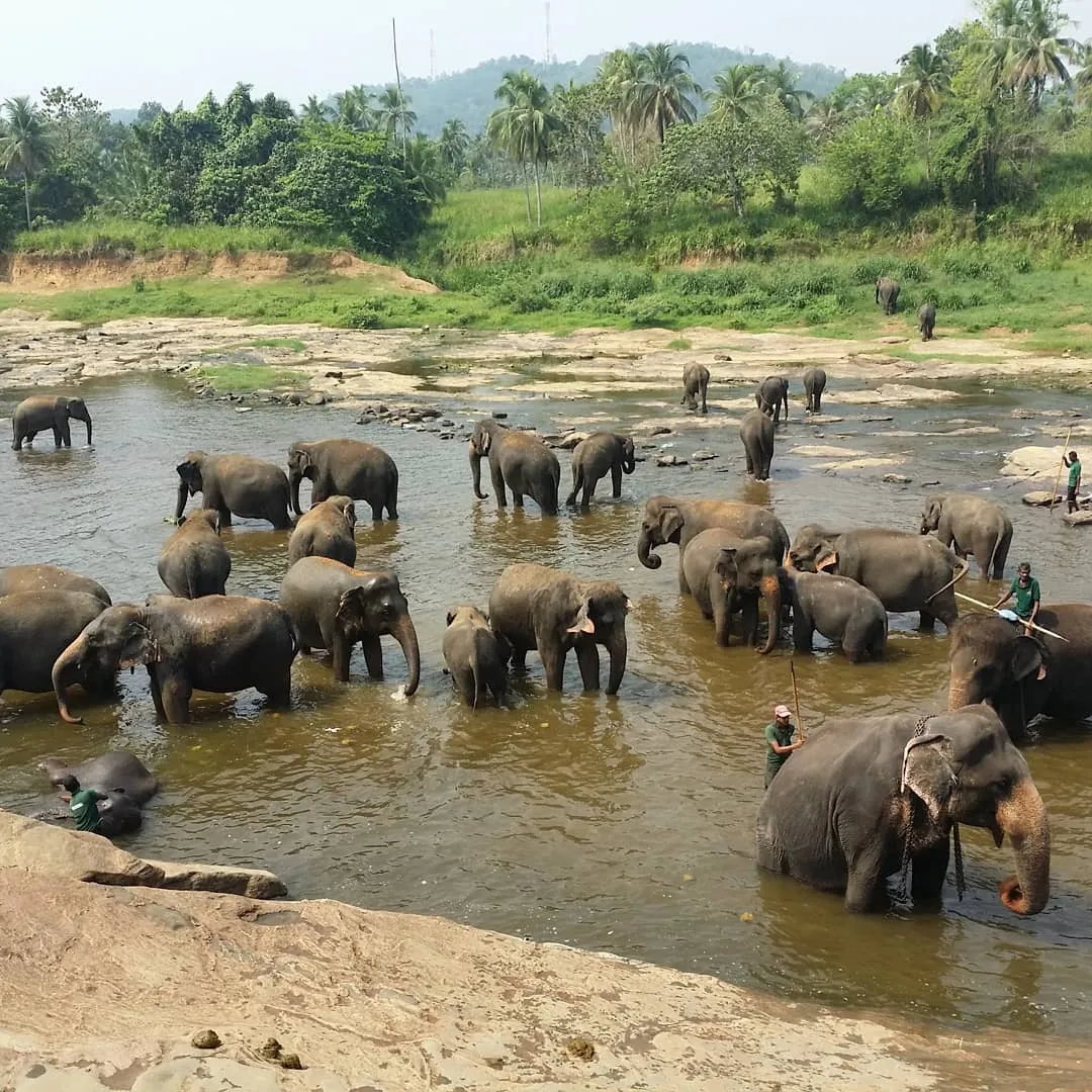 Pinnawala Elephants Orphanage