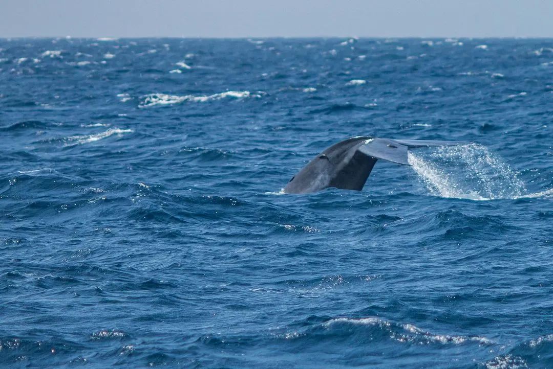 Dolphins and Whale watching in Mirissa