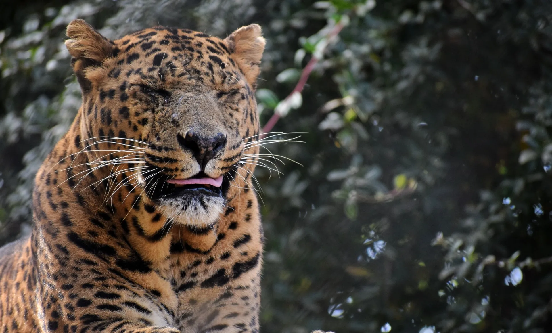 leopards in Jim Corbett National Park