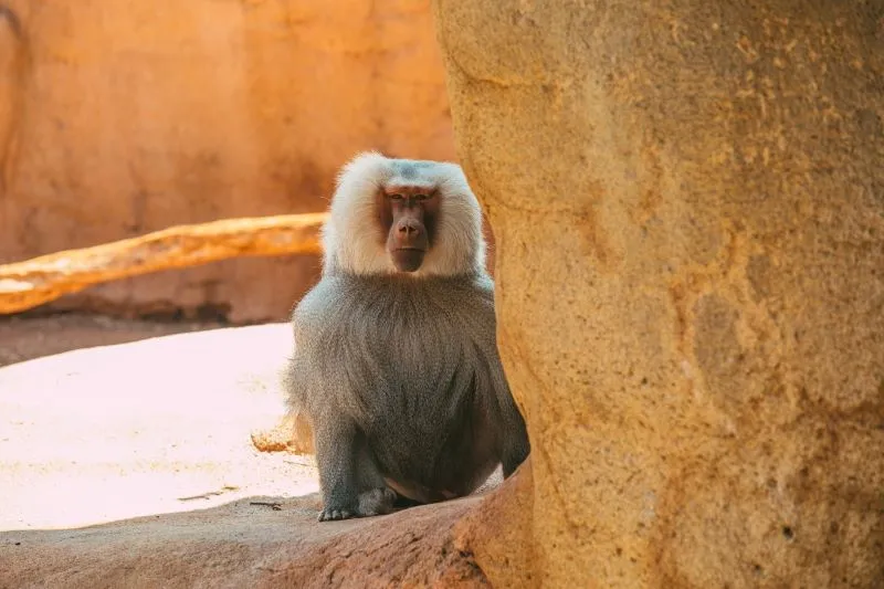 monkeys in hawaii