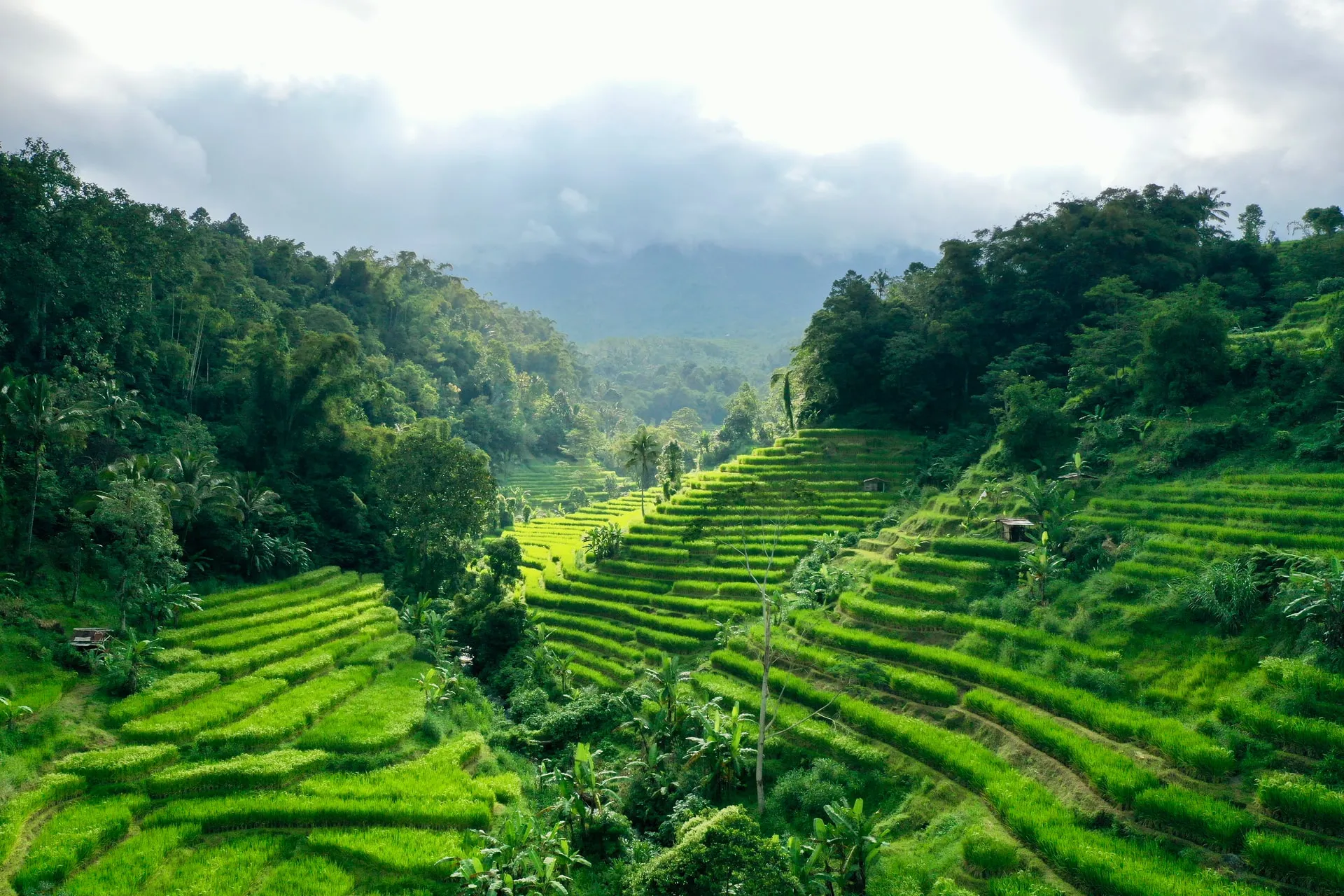 Paddy fields of Tabanan Bali, Indonesia