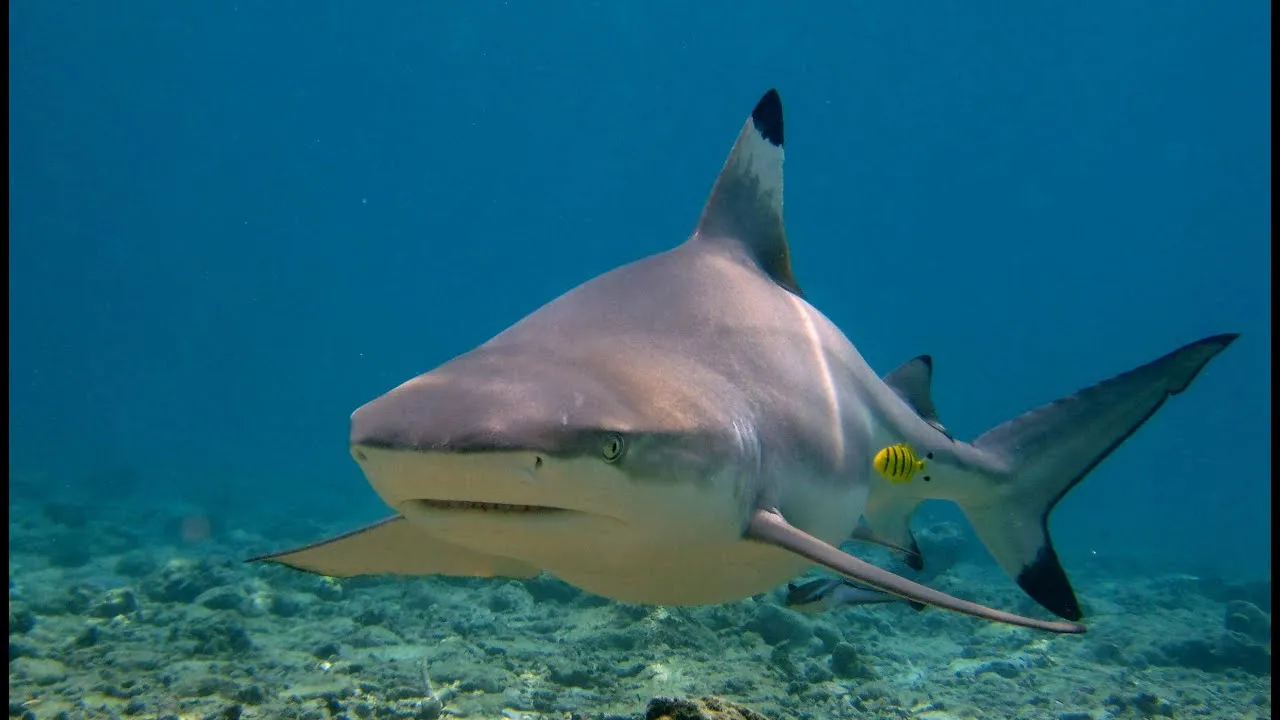 Shark watching in phi phi islands