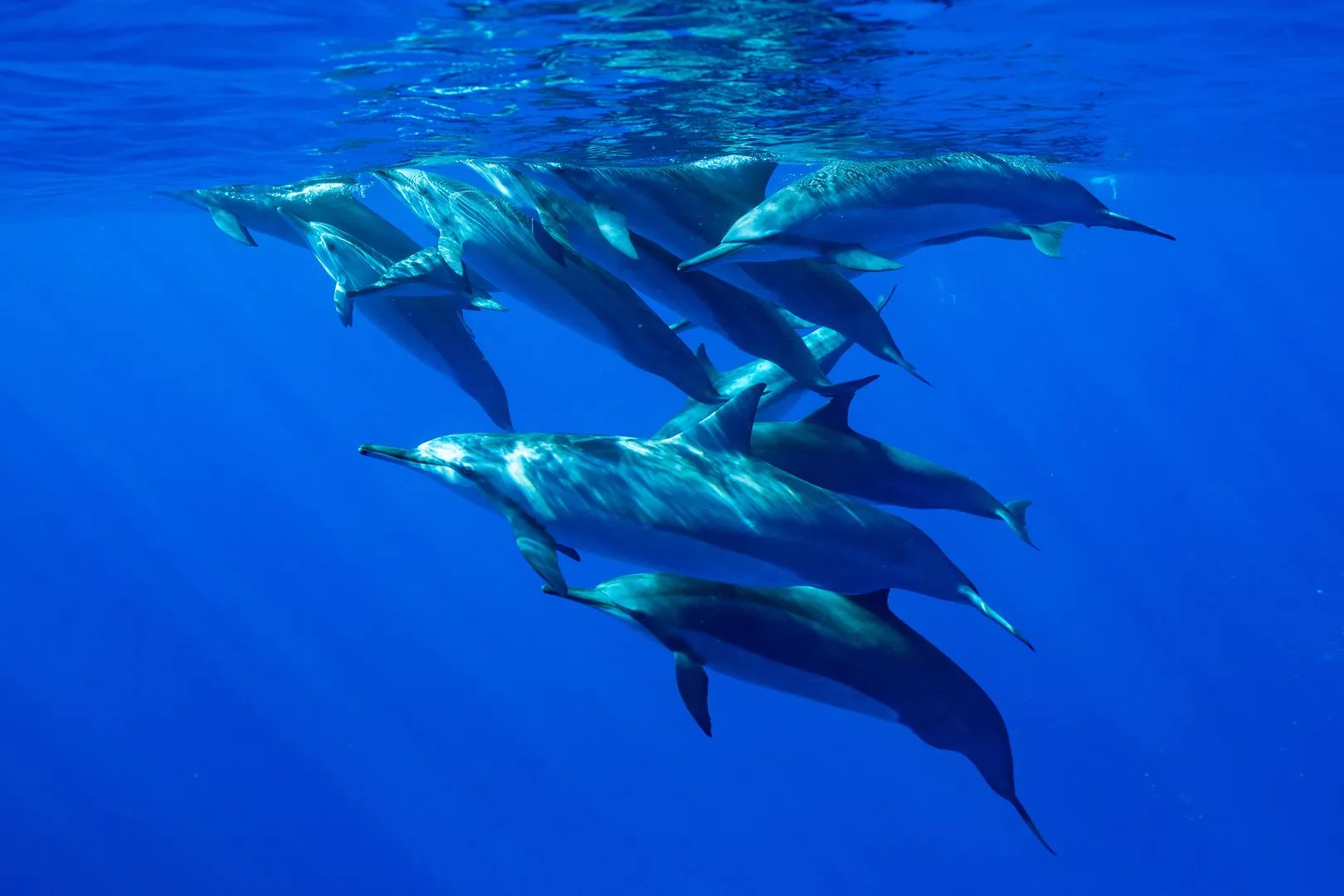 dolphins in maldives