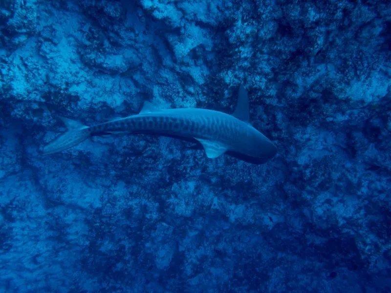 Over a Tiger Shark in Hawaii