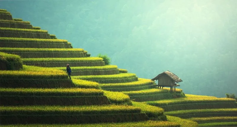agriculture field in Thailand