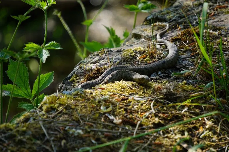 Are There Snakes In Alaska?