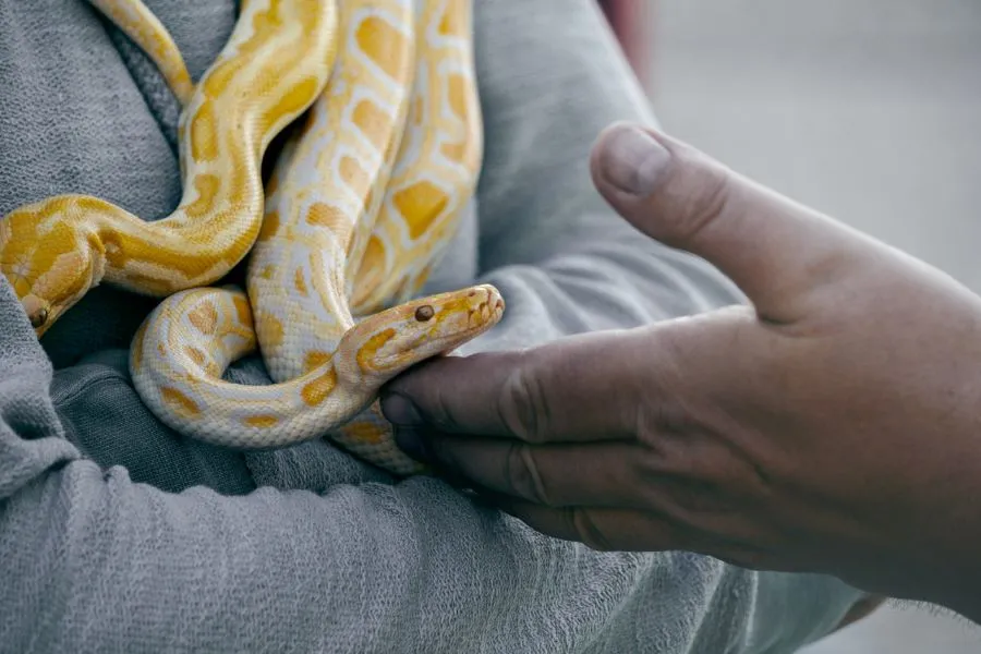 Person Holding Yellow and White Snake