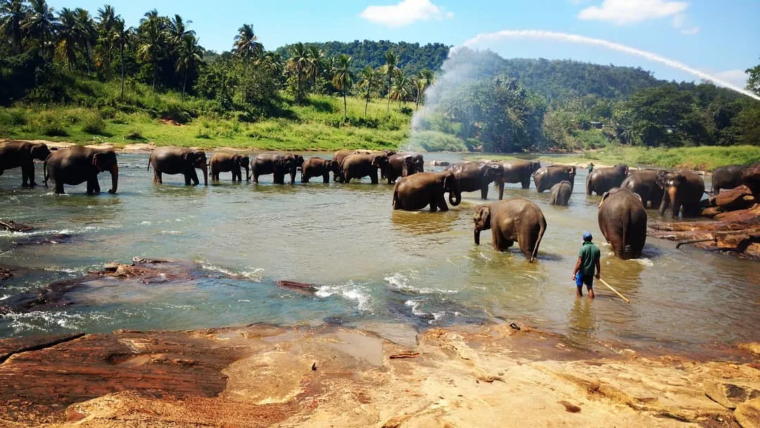 Pinnawala Elephants Orphanage