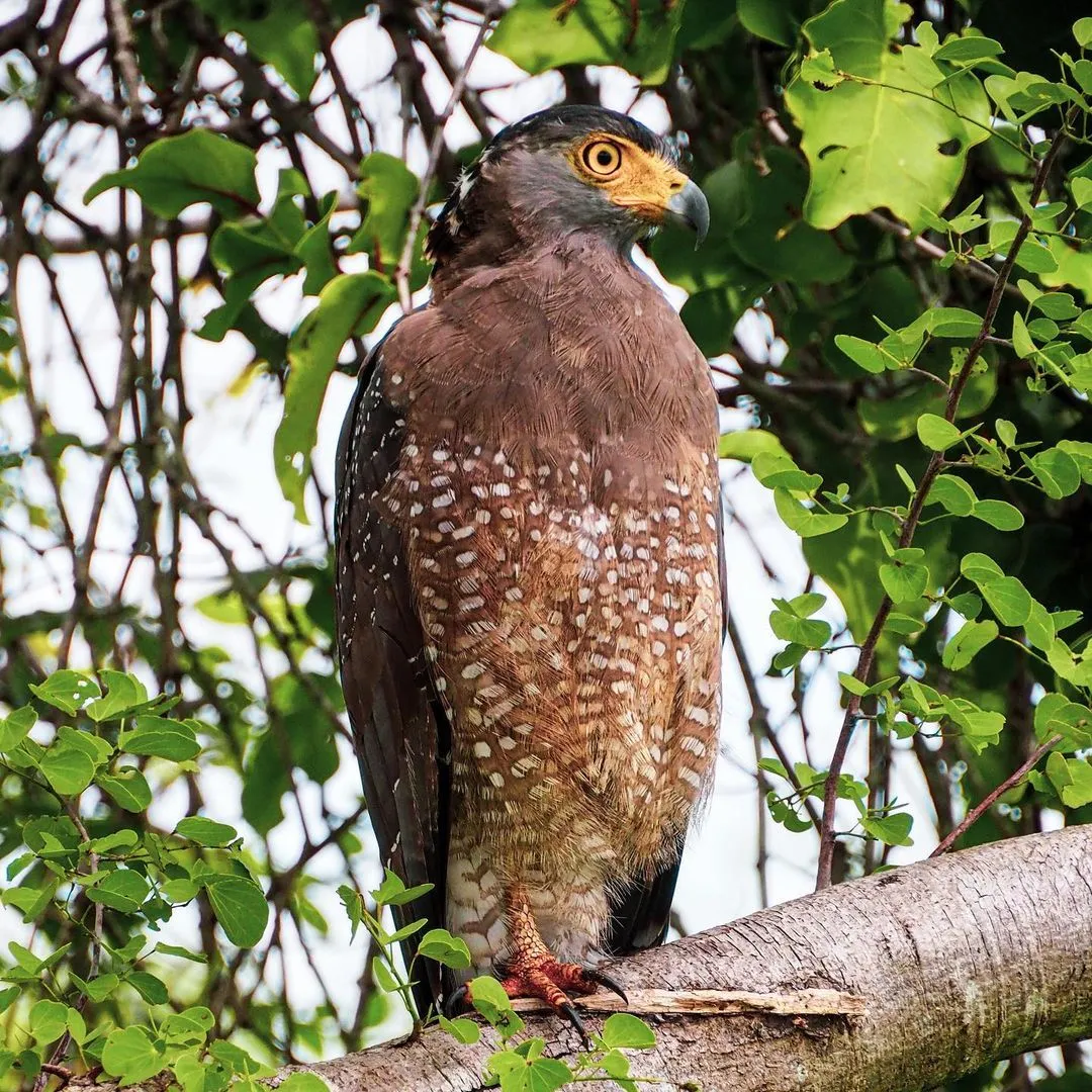 eagle at udawalawe national park, sri lanka