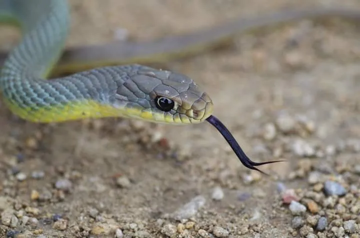 Brown Racer (Garden Snake)