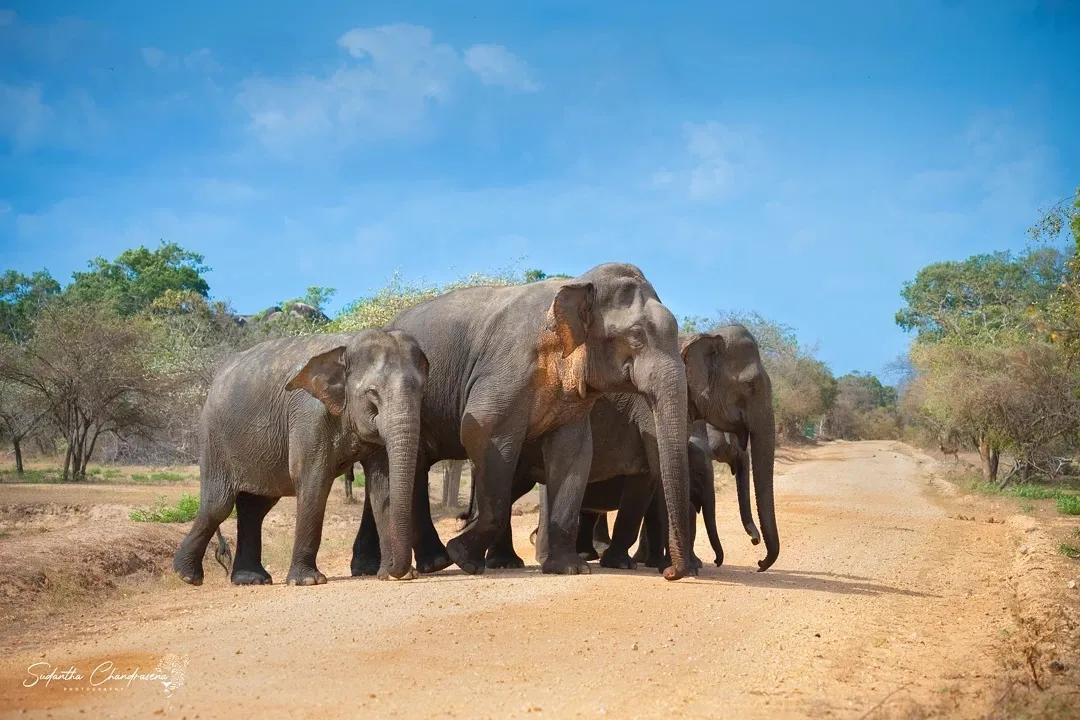 elephants in yala national park in sri lanka
