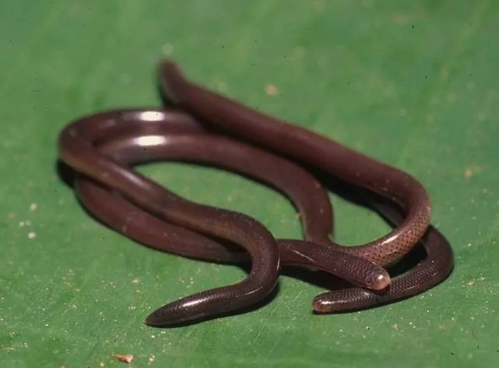 Slender Blind Snake