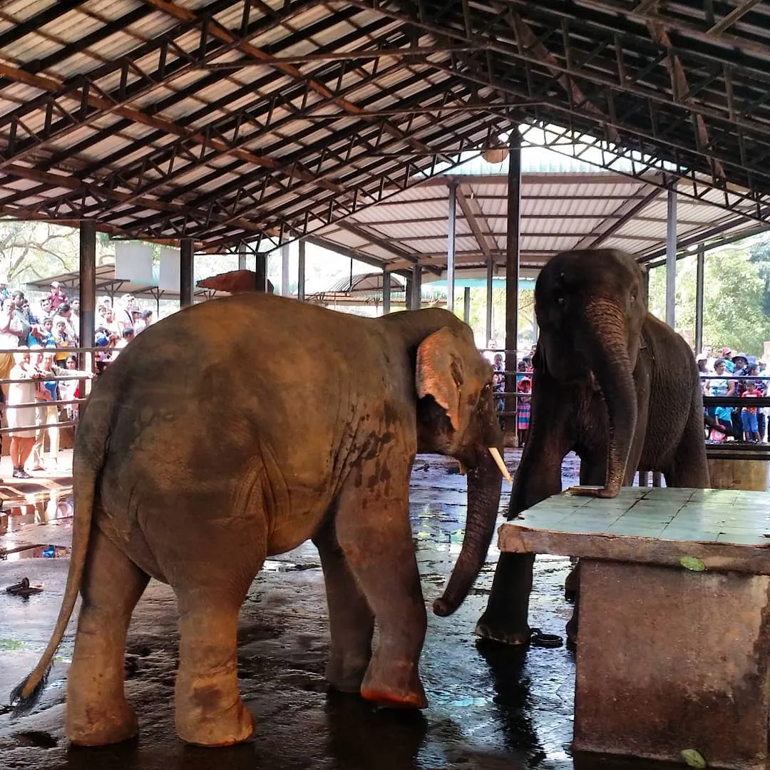 How to get to Pinnawala Elephant Orphanage