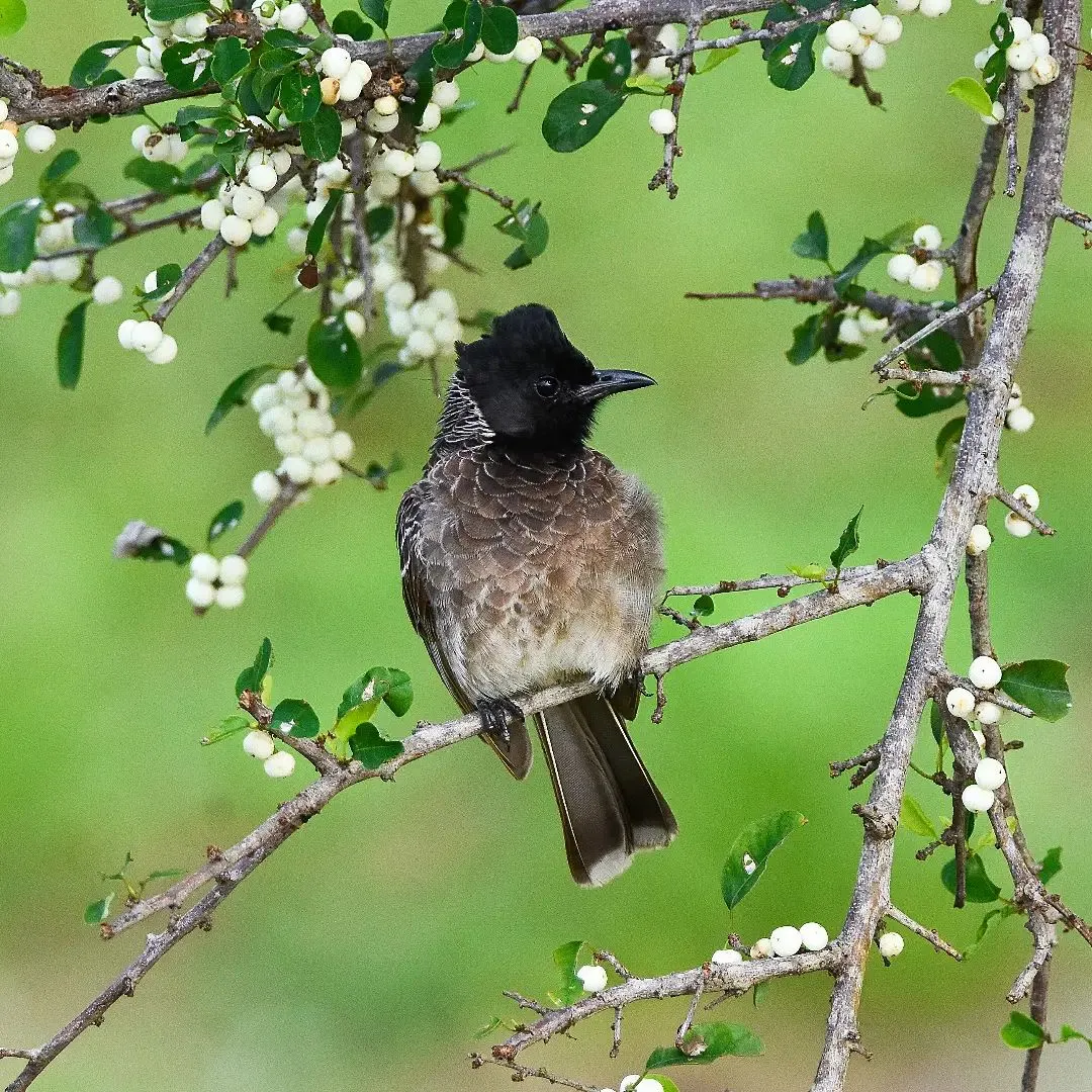 birds in yala national park