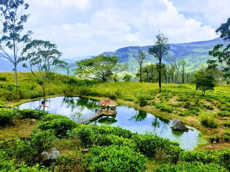 beautiful pond in loolkandura estate