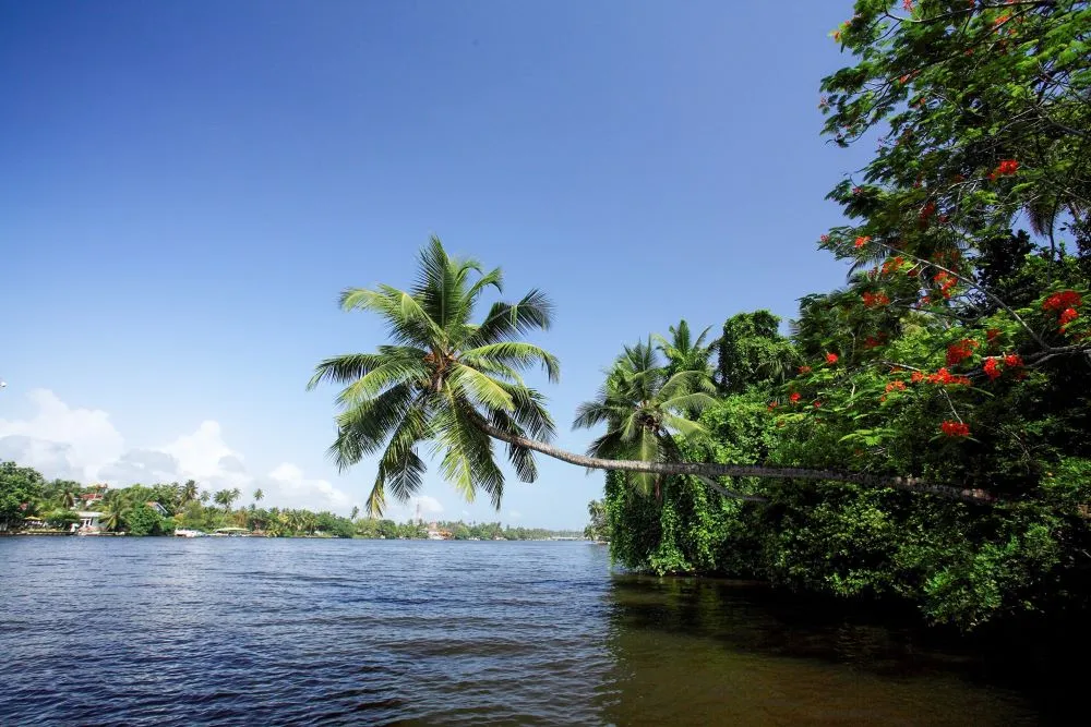 Bentota River Cruise 