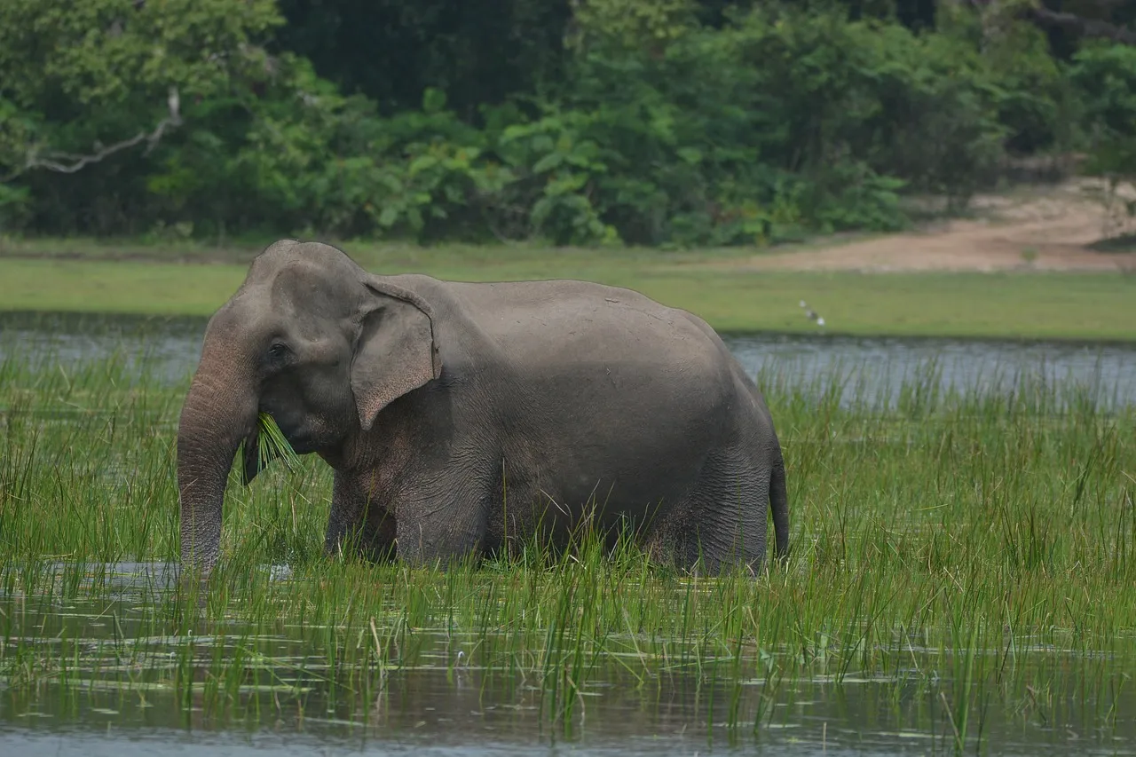 elephat in sri lanka