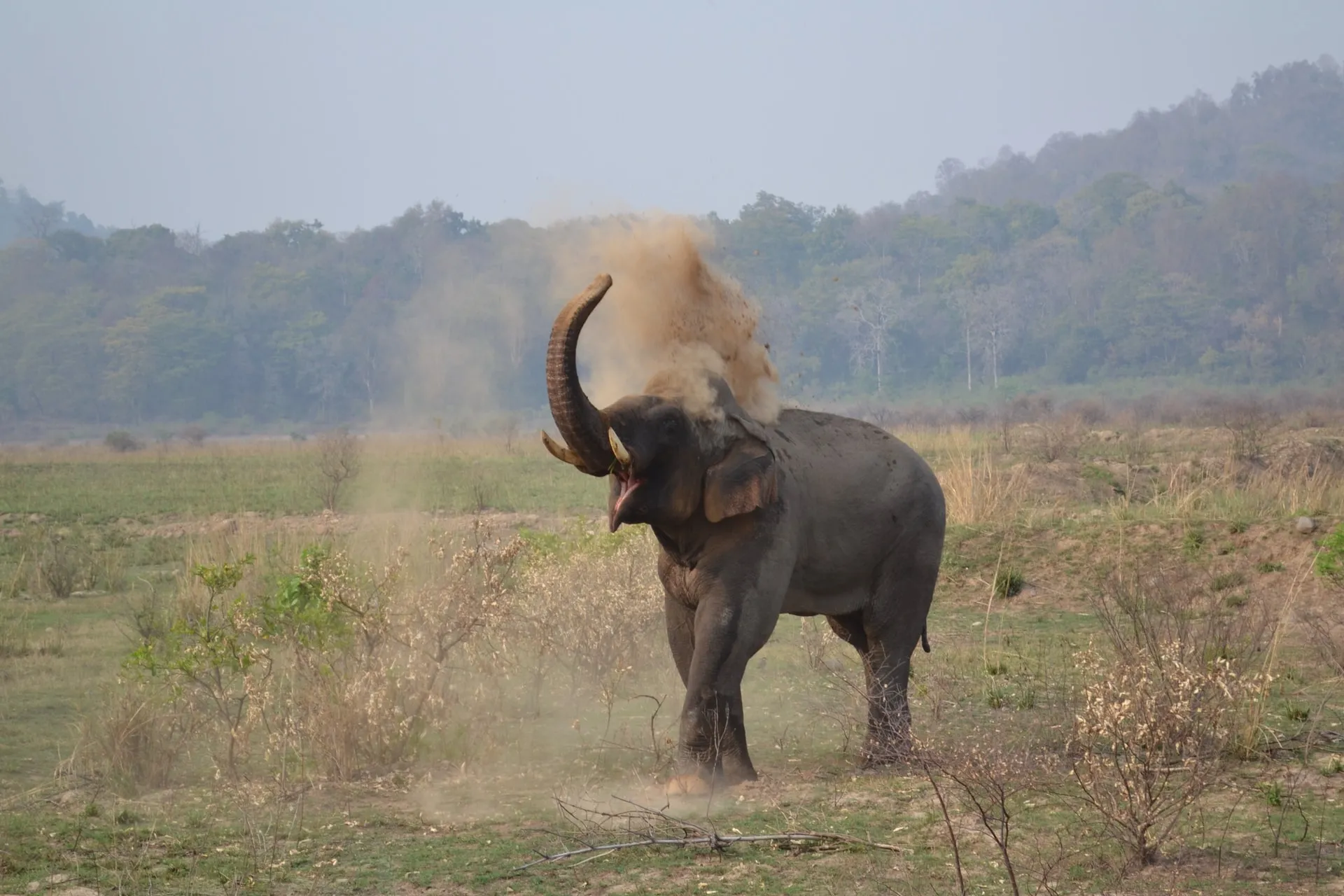 elephants in Jim Corbett National Park