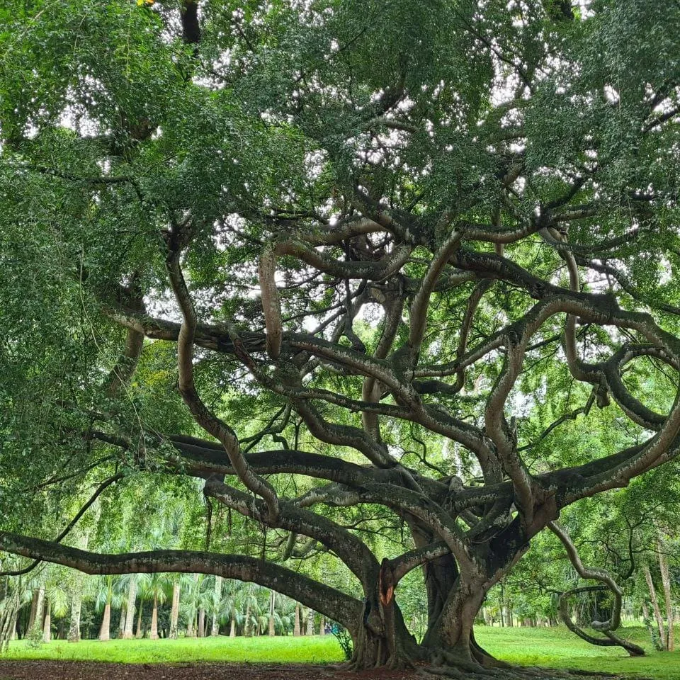 peradeniya botanical garden