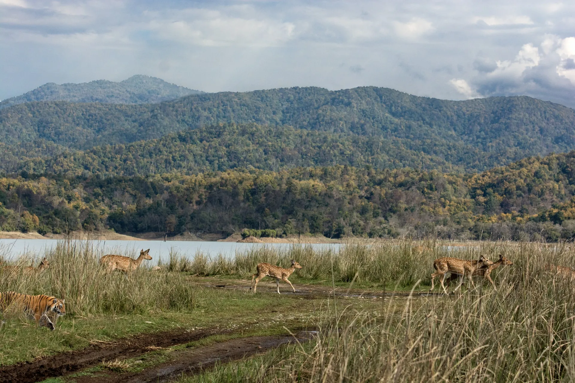 First National Park in India – Jim Corbett National Park