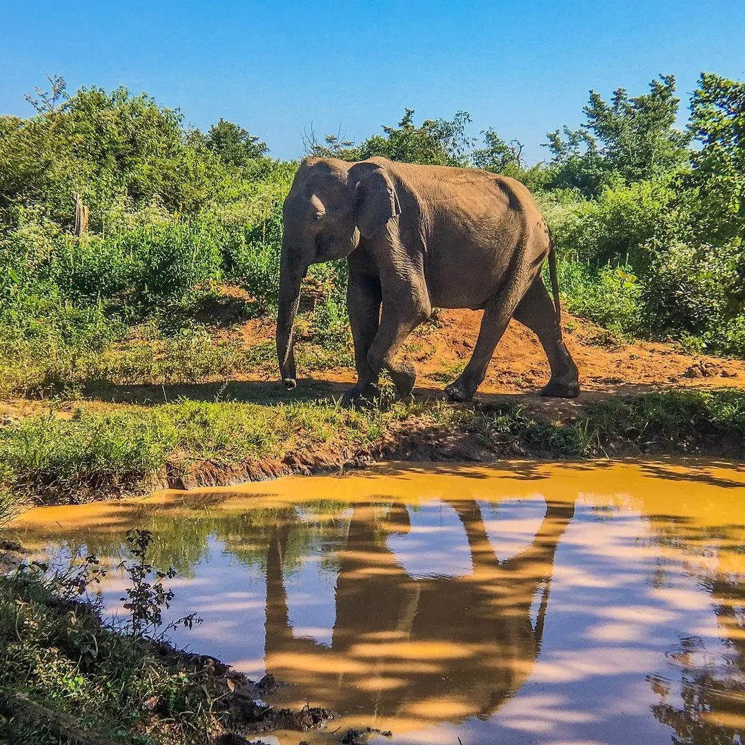 travel guide to udawalawe national park, sri lanka