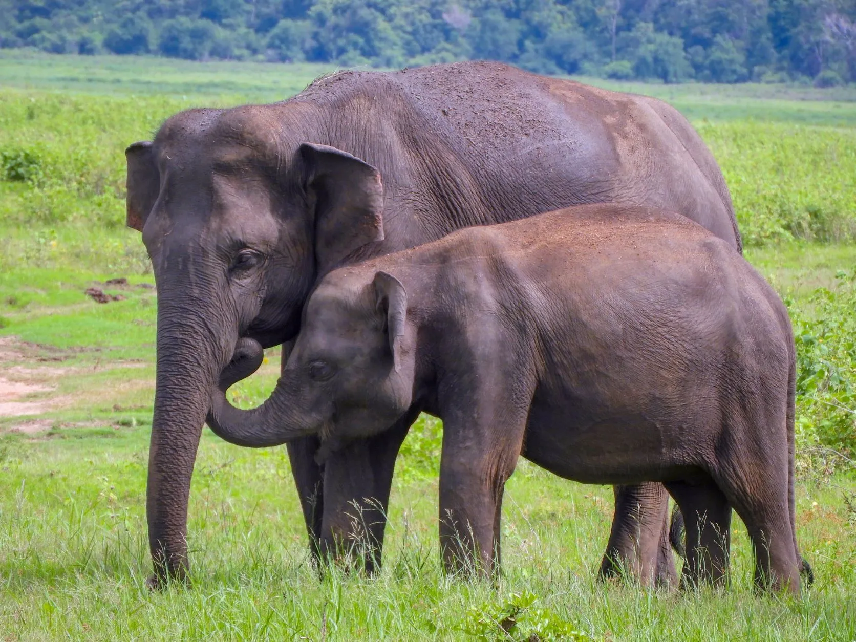 Best time to visit Kaudulla National Park