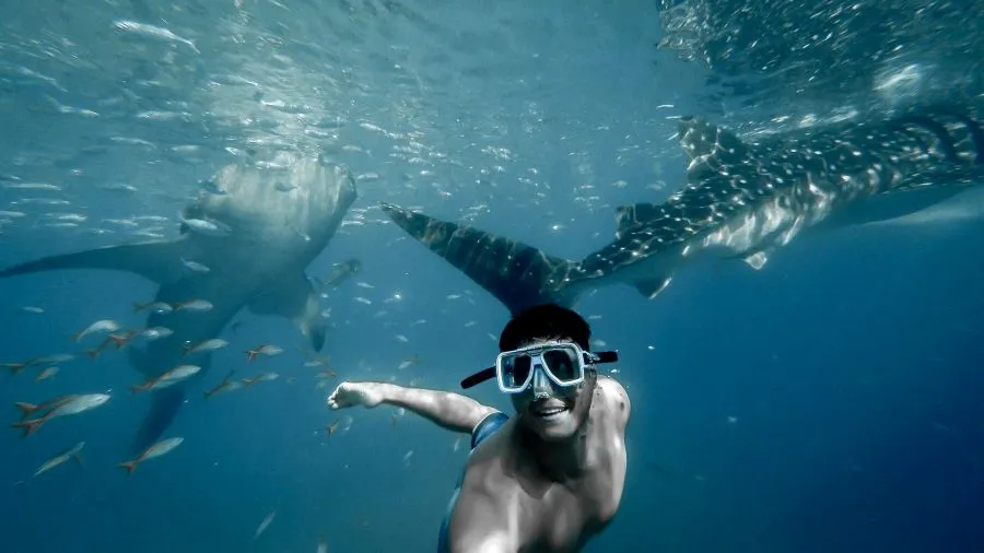 Dive with Sharks in Bahamas