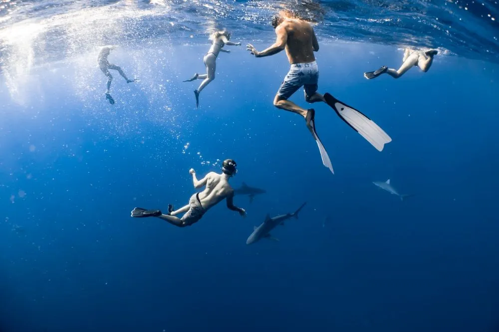 hark Diving in the Bahamas