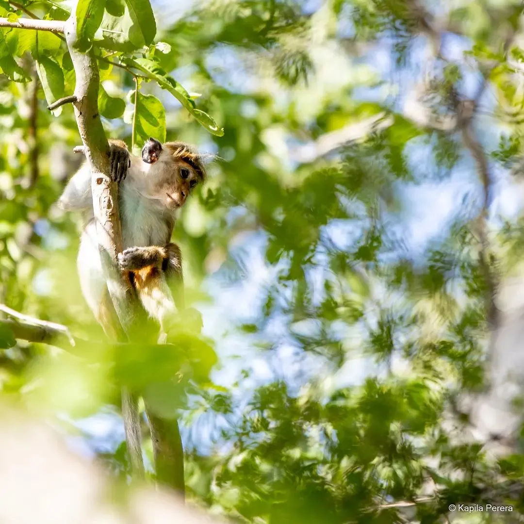 monkeys in udawalawe national park, sri lanka