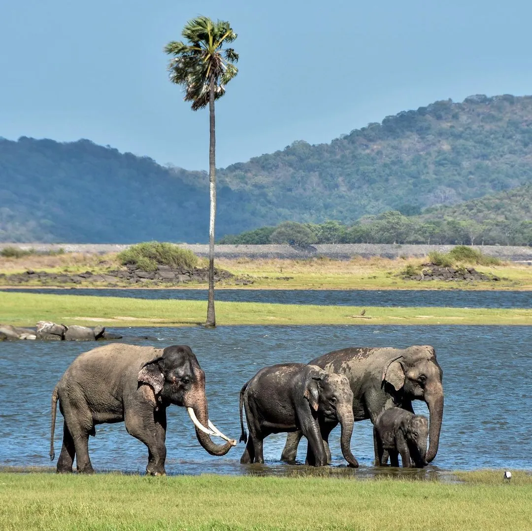 Kaudulla National Park