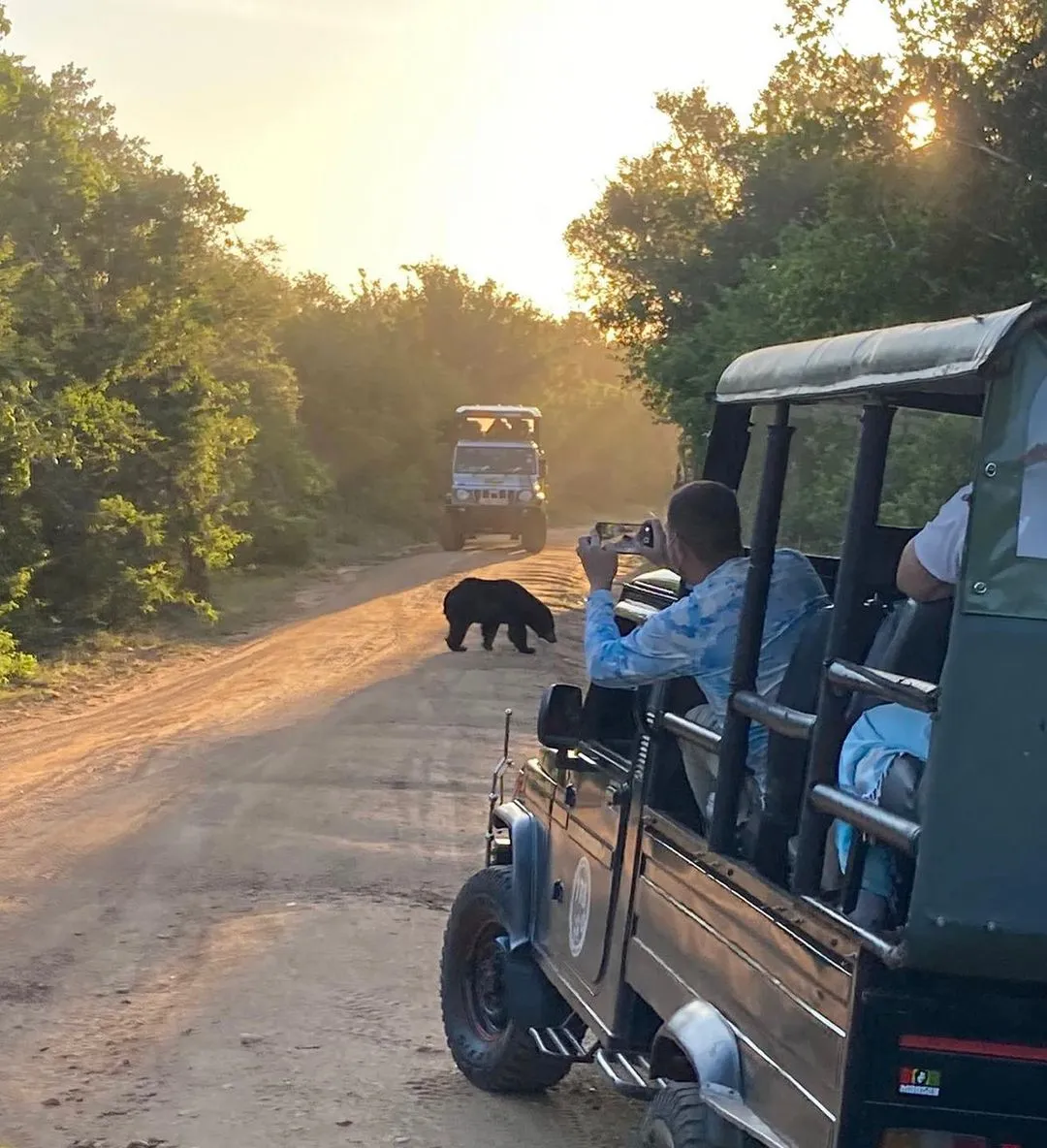 wildlife safaris in yala national park