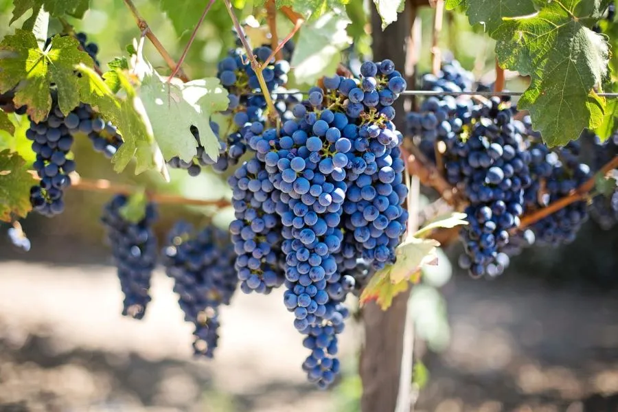 Napa and Santa Cruz vineyards in California