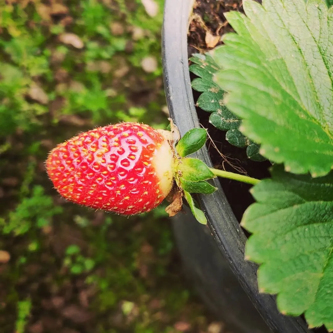 eat strawberries at adam agro farm nuwaraeliya