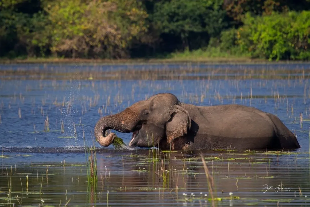 elephant in wilpaththu national park