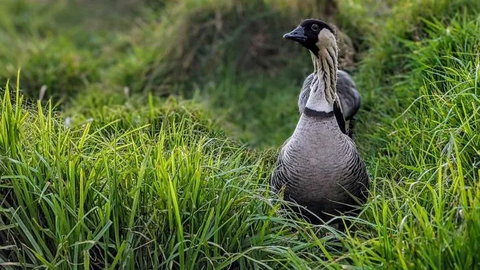 Nene goose – The official state bird of Hawaii