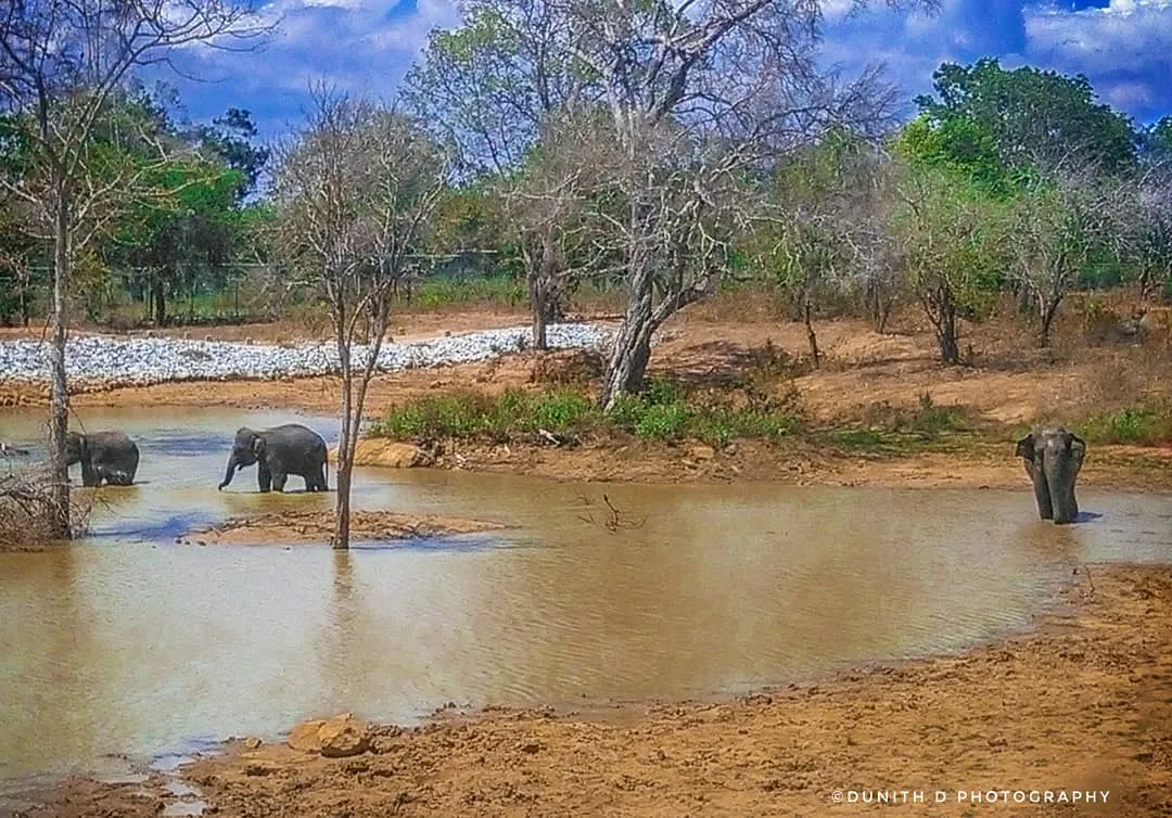 Ridiyagama Safari Park in Hambantota