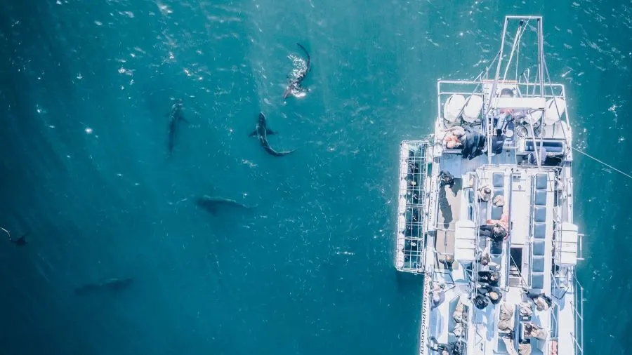 Different Shark Species in the Bahamas