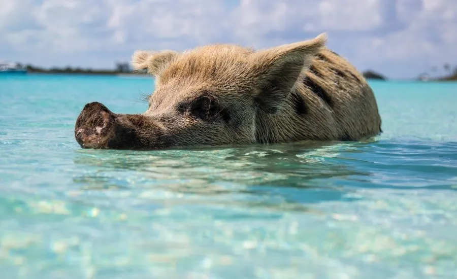 pig swimming in Bahamas