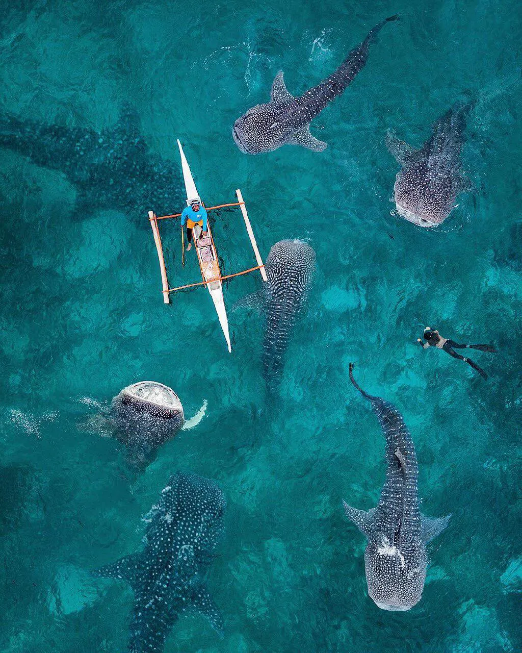 whales in maldives