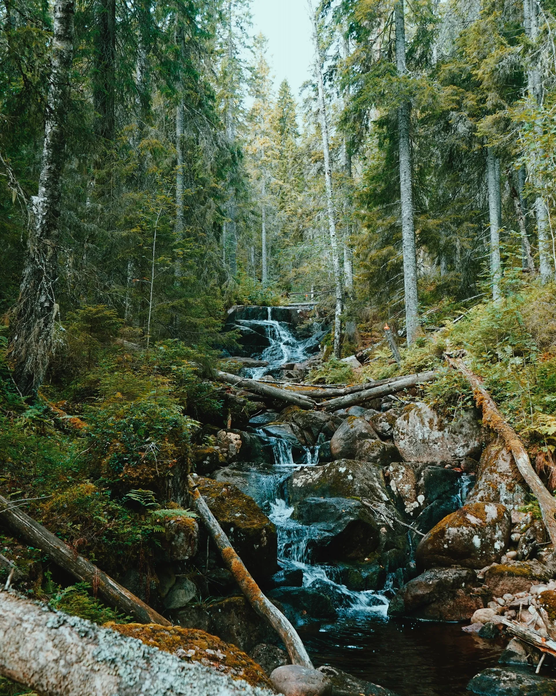 Skuleskogen National Park in sweben
