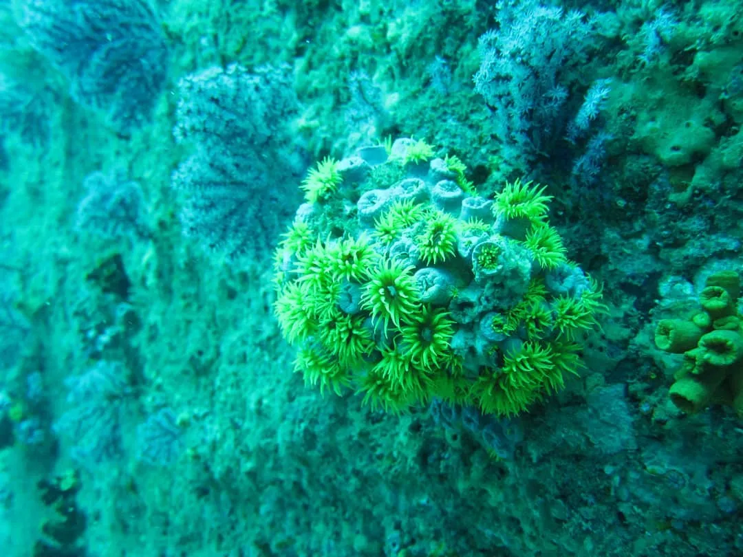 Corals and turtles in Hikkaduwa