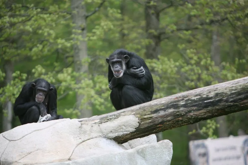 Chimpanzees and orangutans in Hawaii