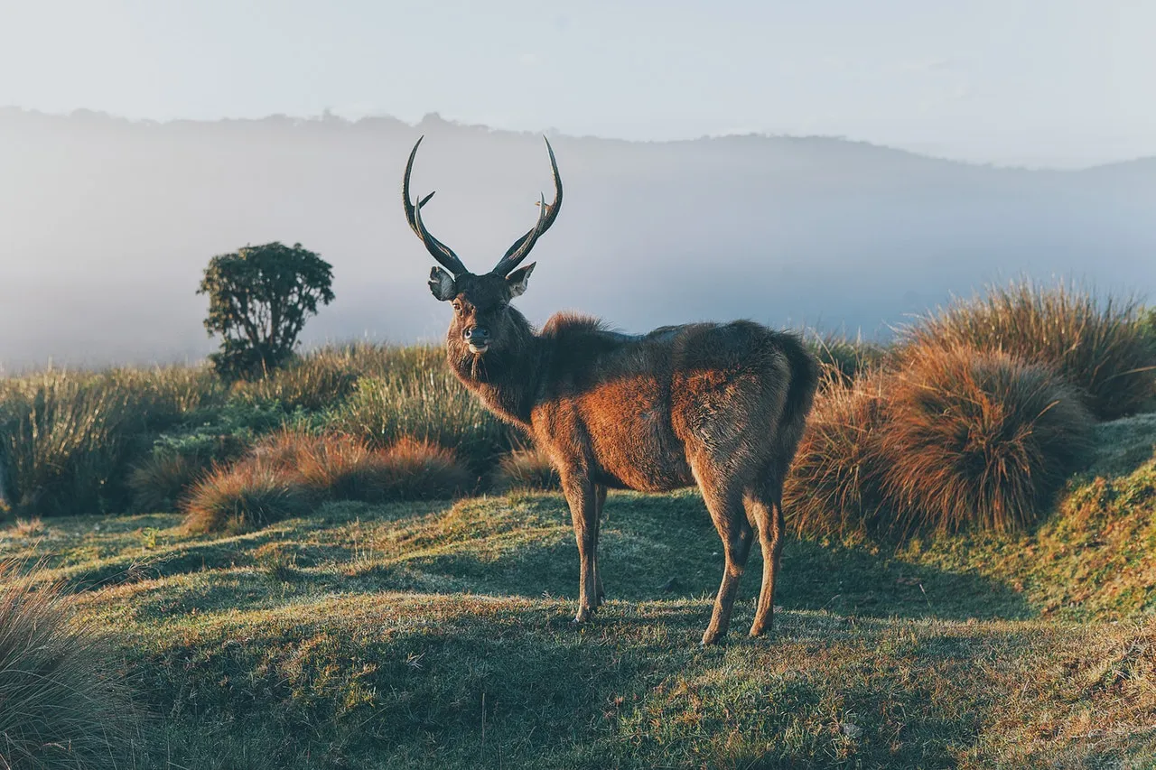 horton plains gona