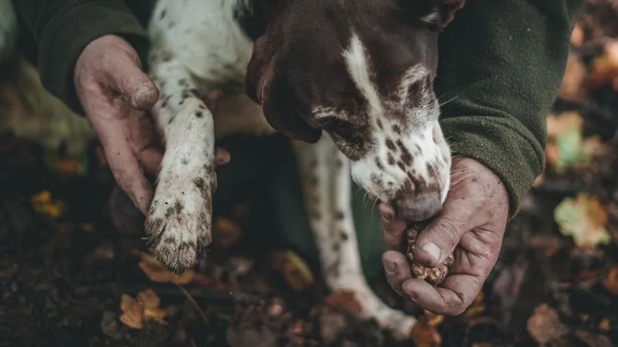 Truffle hunting,  Found the truffle