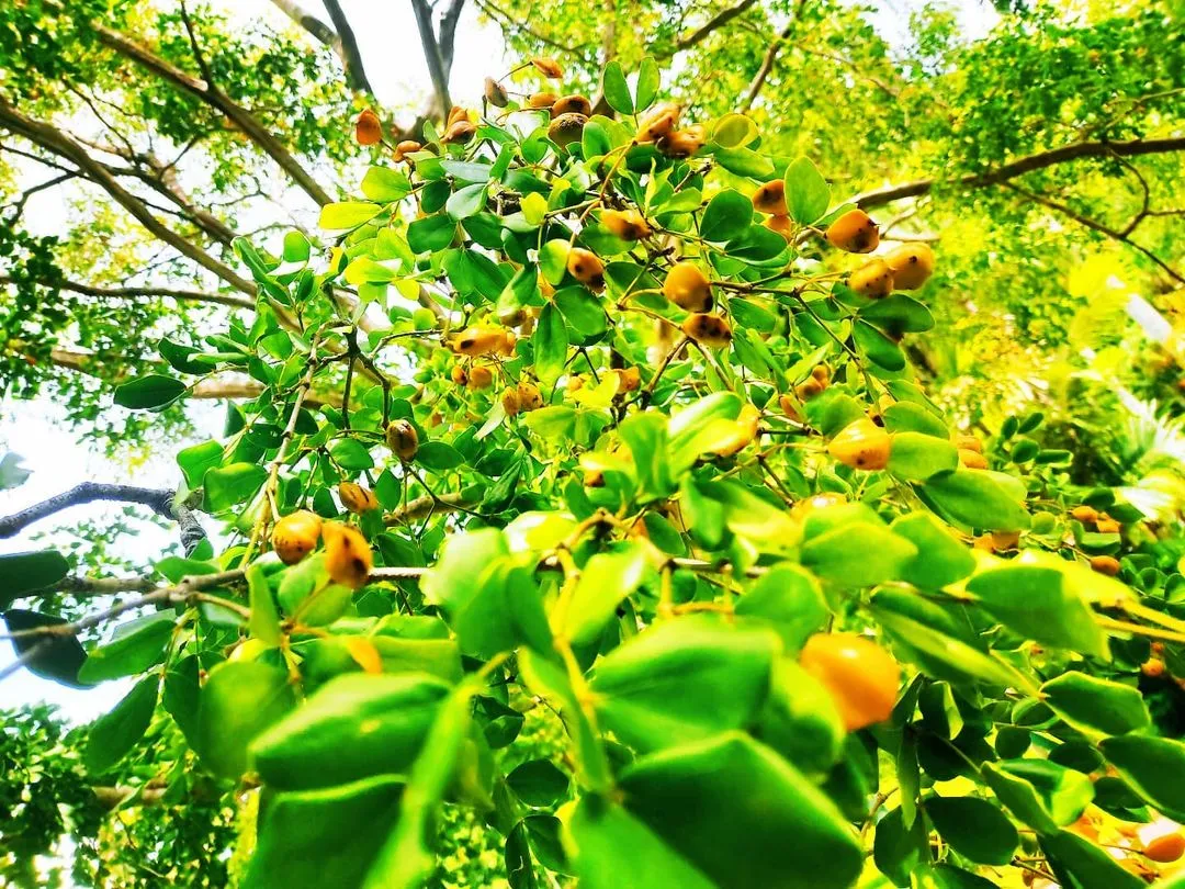 Weather and best time to visit Peradeniya Botanical Garden