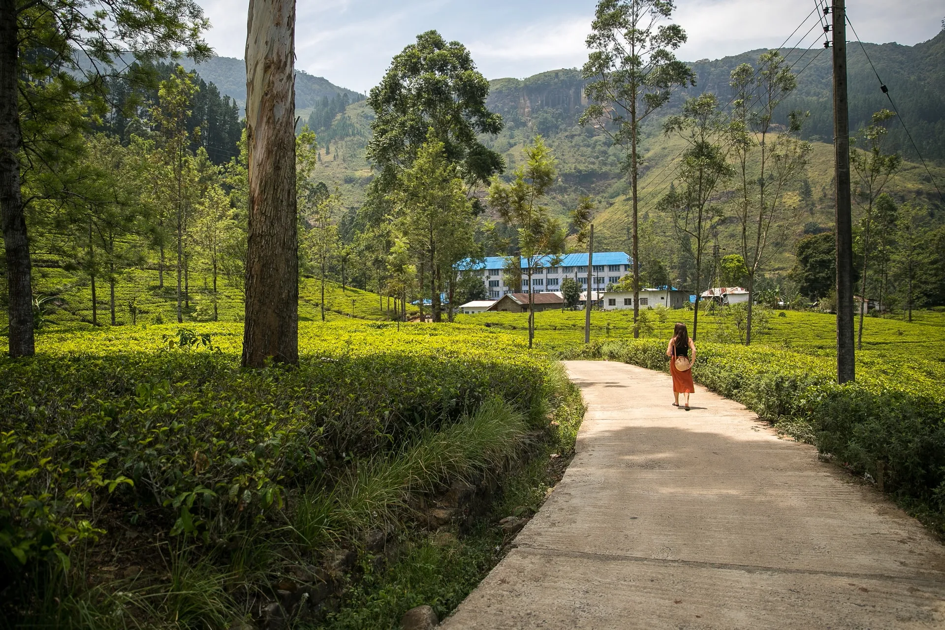 visit a tea factory in ella