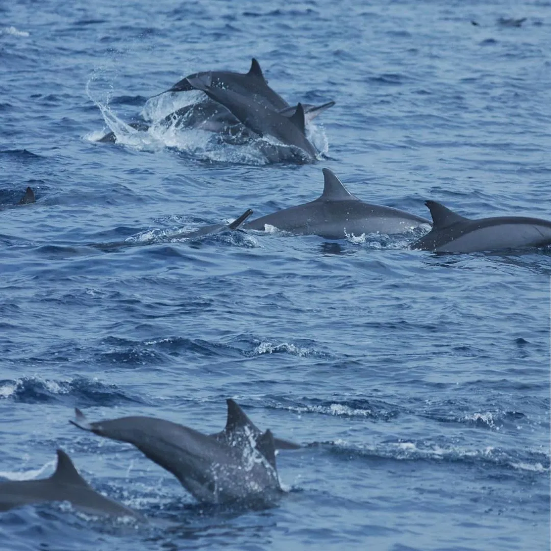 Dolphins watching in Mirissa