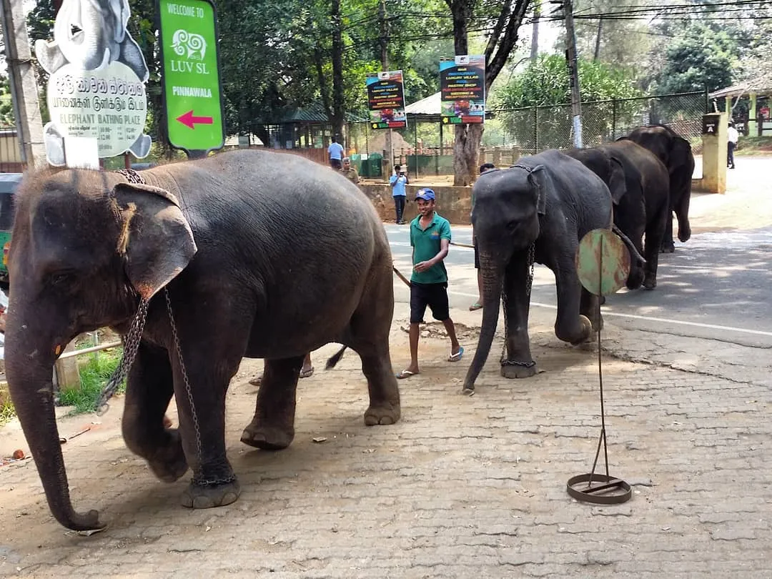 History of Pinnawala Elephants Orphanage