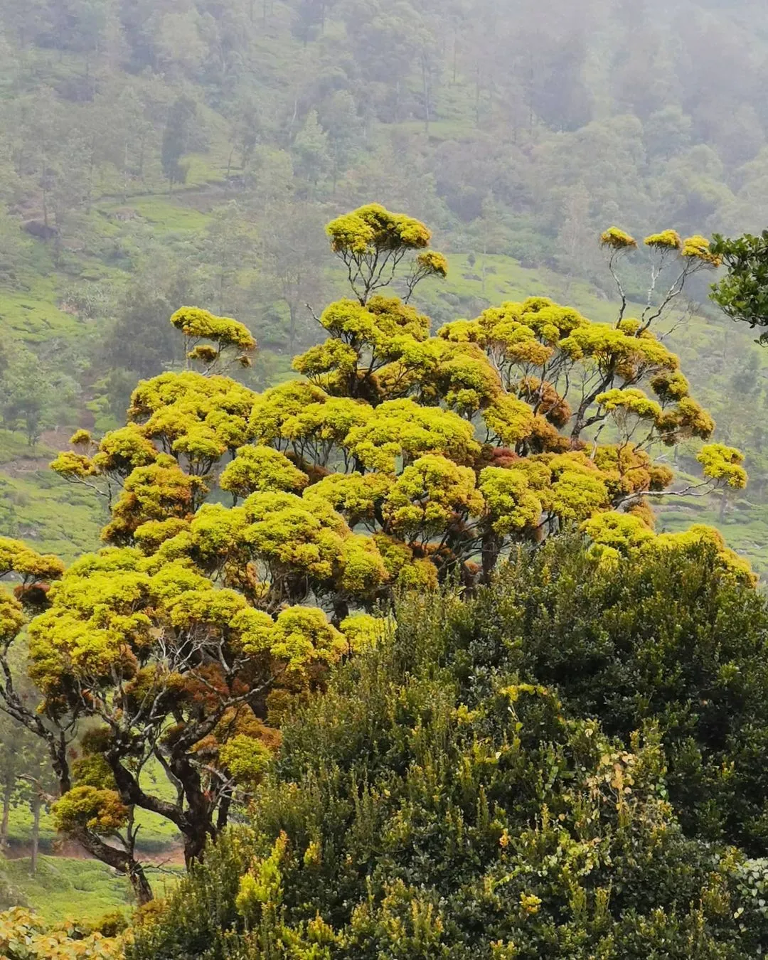 view of mandaram nuwara